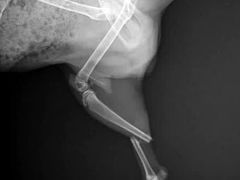 -菲尔斯特宠物医院