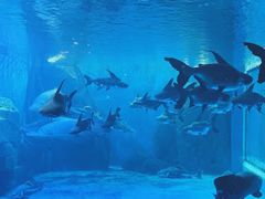 -多彩贵州城极地海洋世界