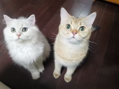 -芭比堂宠物医院·全科爱猫医院·仁德分院