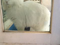 -Anne猫窝咖啡屋