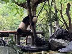 -都江堰中华大熊猫苑