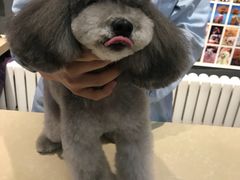 -我爱吾宠宠物美容院(朝阳路店)