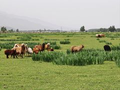 -新疆那拉提国家旅游度假区