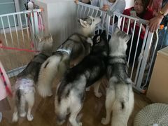 -Husky Go! 哈士奇体验馆·宠物咖啡厅狗咖