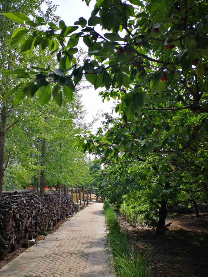 玉泉山老果园采摘