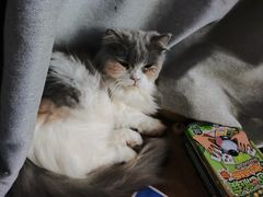 -楼上猫咖(罗湖店)