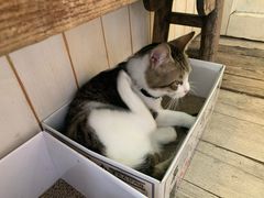 -海边的猫和咖啡馆