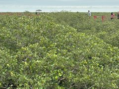 -北海金海湾红树林生态旅游区