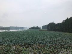 -东湖落雁景区