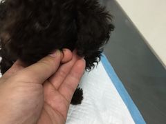 image-瑞派·关忠动物医院·猫专科·犬专科(三环新城店)