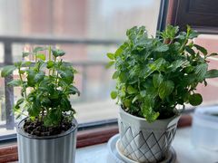 -秦美花卉(天朗·莱茵小城2期店)