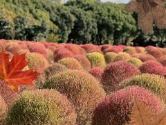 -世纪公园-世纪春沁园