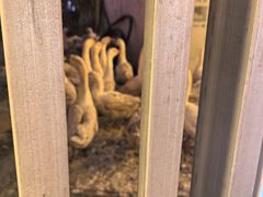 -鱼窝棚柴火铁锅炖(富山屯店)