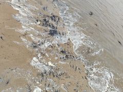 -日照海滨国家森林公园