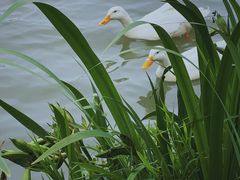 -昆山城市生态森林公园