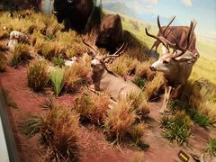 -陕西自然博物馆