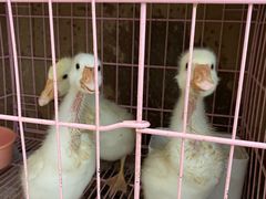 -萌兽医馆·眼科·异宠专科(三里屯店)