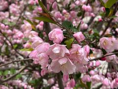 -百花洲