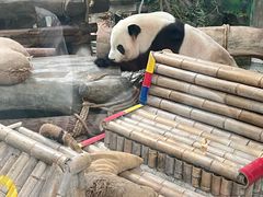 -灵玲国际马戏城