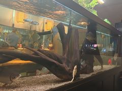 -阿泽料理