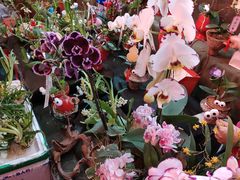 -越秀西湖花市(广州城市广场花卉店)