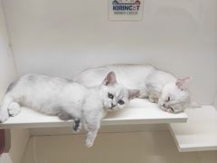 -70cat德文卷毛猫·缅因猫纯种猫舍
