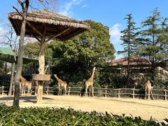 -上海野生动物园