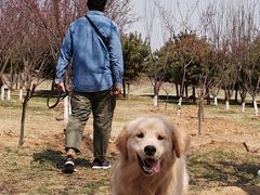 -北京京卫宠物寄养训练中心