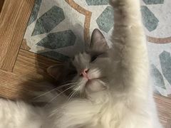 -猫猫幼稚园·撸猫·桌游·电玩