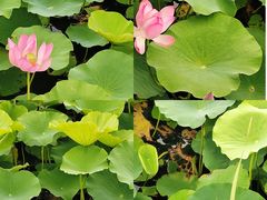 -羊亭河湿地公园