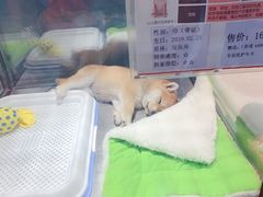 -宠物世家(仲盛世界商城店)