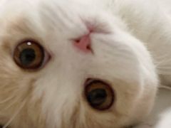 -飞行喵MR PILOT|猫舍·猫咖(静安大融城店)