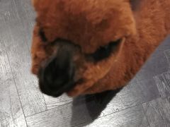 -猫色咖啡·猫咖