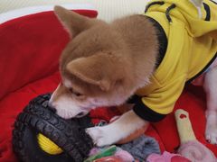 -逗柴咖啡屋·狗咖猫咖宠物桌游
