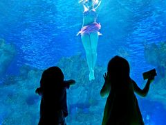 -芜湖新华联大白鲸海洋公园