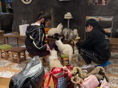 -猫猫幼稚园·撸猫·桌游·电玩