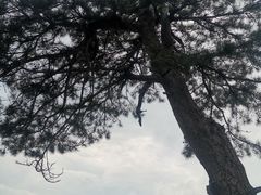 -清西陵