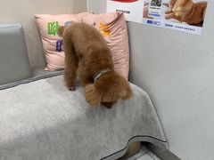 -安安宠医宠物医院·异宠·犬猫内科(岳阳分院)
