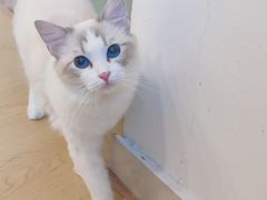 -有喵·猫咖·狗咖·40+猫狗有小奶狗(岗厦店)