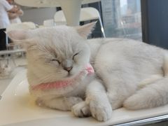 -怪兽屋·羊驼·猫咖·狗咖(俊华广场店)