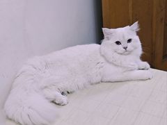 -欣宠猫屋·矮脚拿破仑·蓝金金渐层