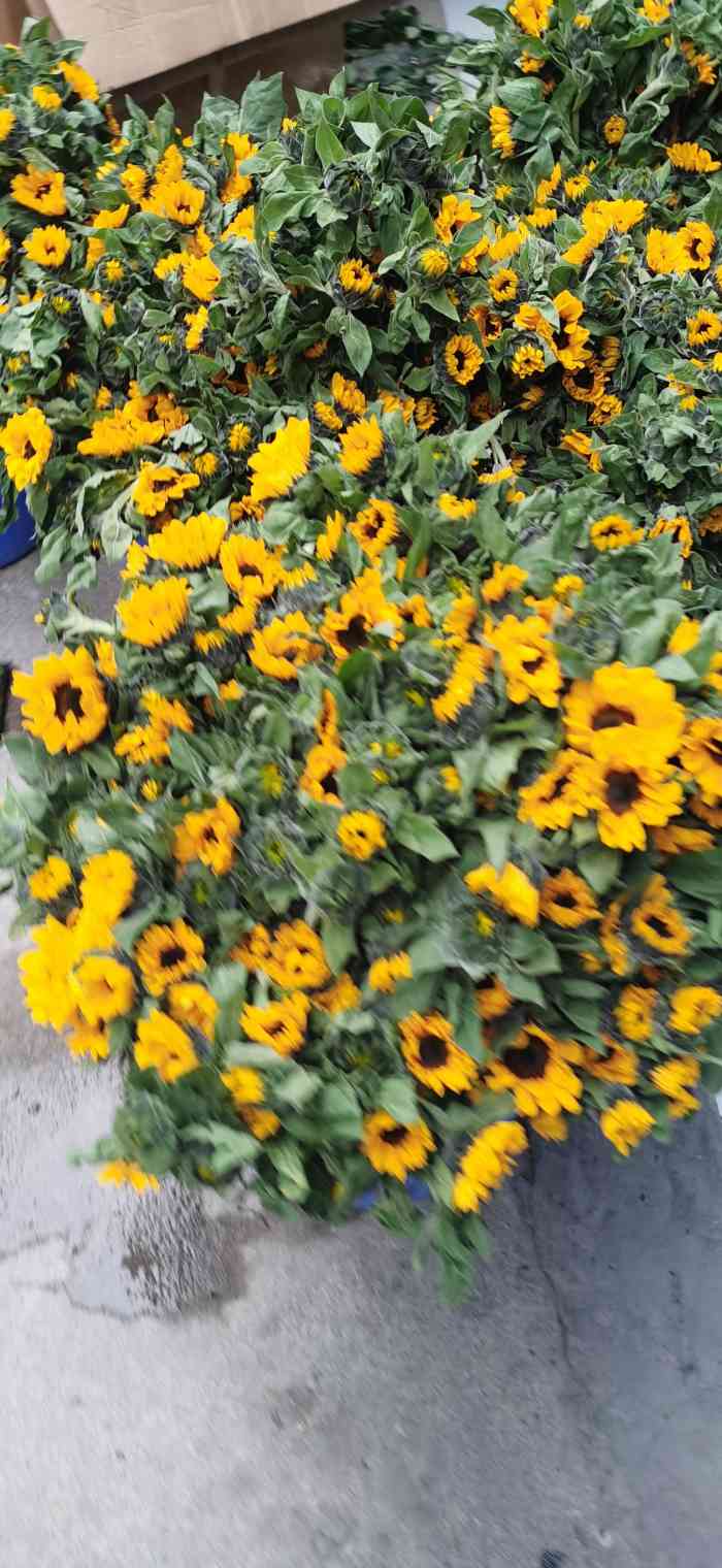 大溪沟聚金花市-"这个花市不太大,商家可能有十几家到二十家.