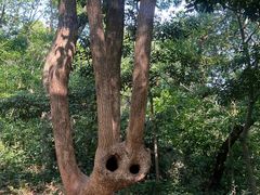 -上海佘山国家森林公园天马山园