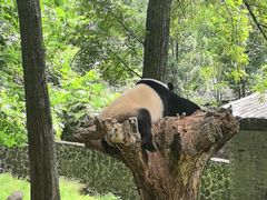 -都江堰中华大熊猫苑
