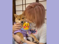 -逗柴咖啡屋·狗咖猫咖宠物桌游