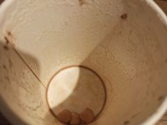 -Peet's Coffee皮爷咖啡(德基店)