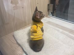 -屋虎猫馆(宝安大仟里店)