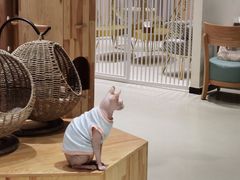 -藏猫猫咖啡主题馆(中央大道店)