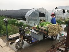 -上海都市菜园