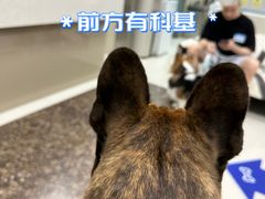 -申普宠物医院·心脏介入·心血管微创(总院)